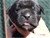 Foto - Triola cane corso