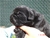 Foto - Triola cane corso