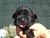 Foto - Triola cane corso