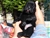Foto - Triola cane corso