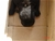 Foto - Triola cane corso
