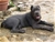 Foto - Triola cane corso