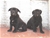 Foto - Triola cane corso