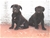 Foto - Triola cane corso