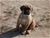 Foto - Triola cane corso