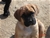 Foto - Triola cane corso