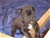 Foto - Triola cane corso
