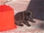 Foto - Triola cane corso