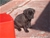 Foto - Triola cane corso