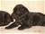 Foto - Triola cane corso