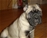 Foto - Triola cane corso