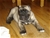 Foto - Triola cane corso