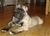 Foto - Triola cane corso