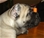 Foto - Triola cane corso