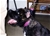Foto - Triola cane corso