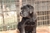 Foto - Triola cane corso