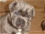 Cucciolo