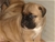 Cucciolo