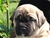 Cucciolo