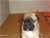 Cucciolo