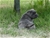 Cucciolo