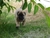 Cucciolo
