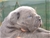 Cucciolo