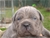 Cucciolo