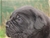 Cucciolo