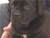 Cucciolo