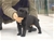Cucciolo