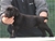 Cucciolo