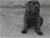 Cucciolo