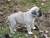 Cucciolo