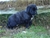 Cucciolo