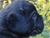 Cucciolo