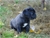 Cucciolo