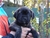 Cucciolo