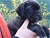 Cucciolo