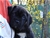 Cucciolo