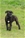 Cucciolo