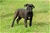 Cucciolo