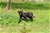 Cucciolo