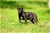 Cucciolo