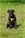 Cucciolo