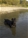 Foto - Triola cane corso